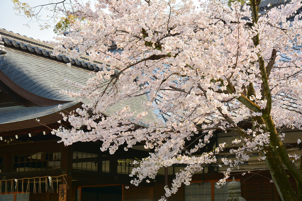 藤森神社・斎館の桜