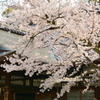 藤森神社・斎館の桜