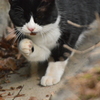 京都御苑の猫２