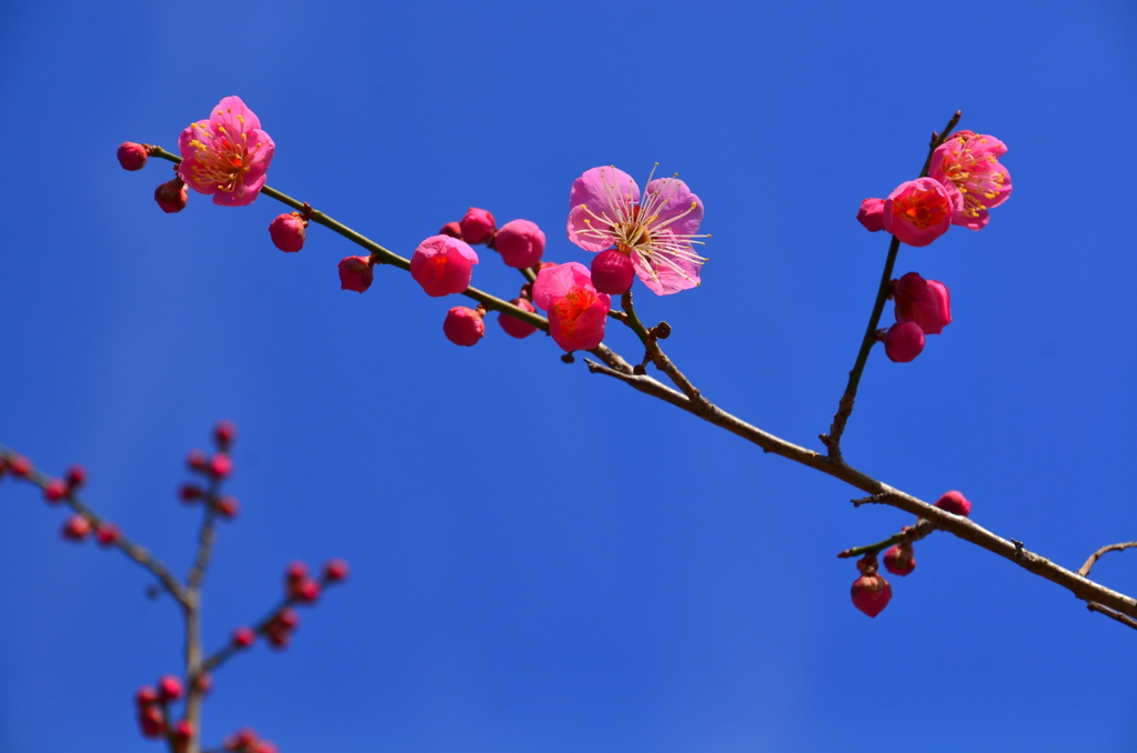 春の先駆け