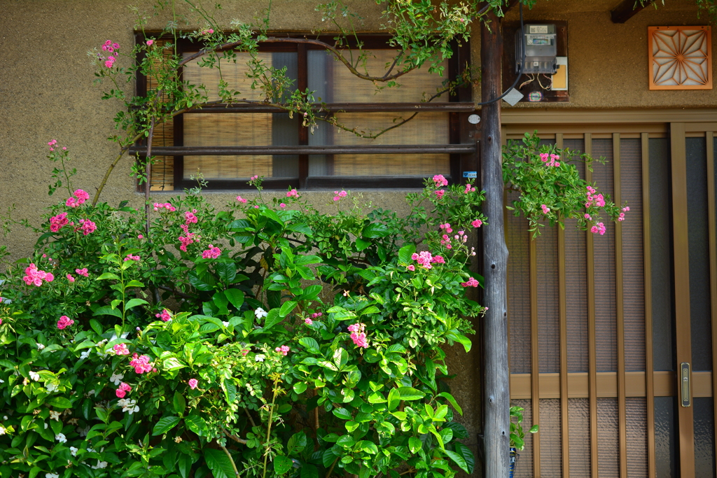 長屋に薔薇の壁