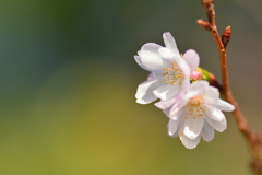 京都御苑の十月桜