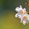 京都御苑の十月桜