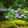 天龍寺曹源池庭園の紫陽花