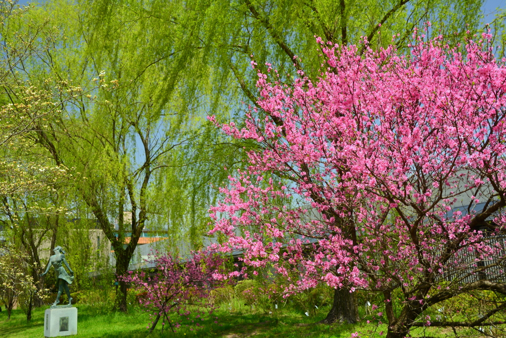 春の情景・菊桃と柳