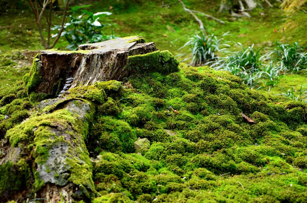 苔生す