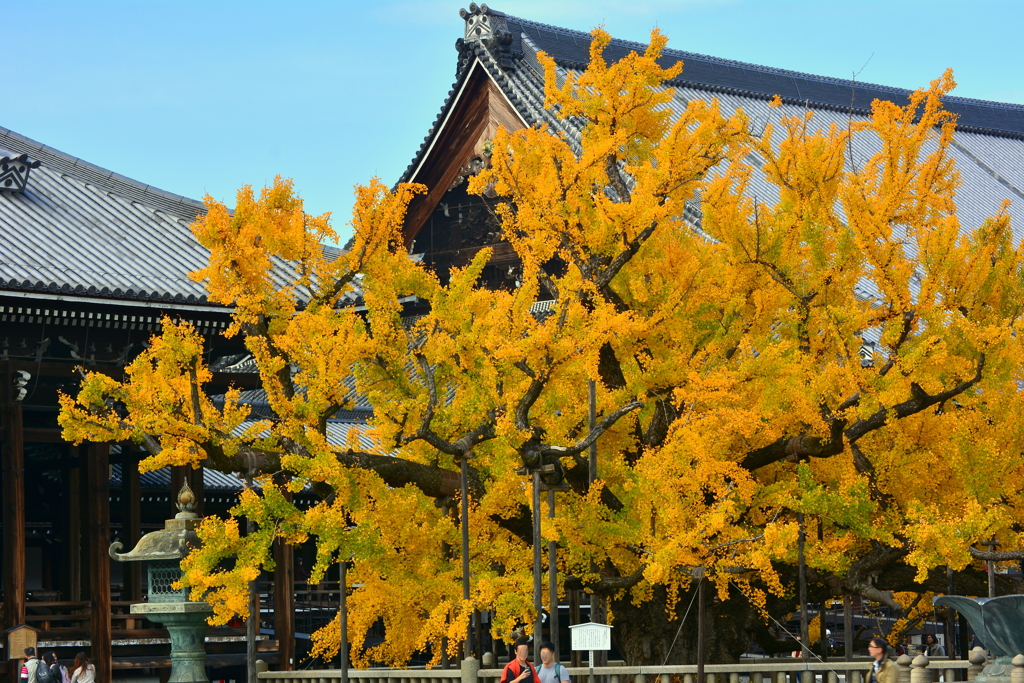 西本願寺の大銀杏４