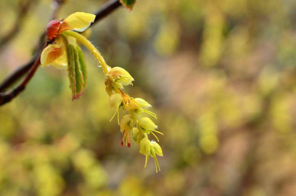 土佐水木の花