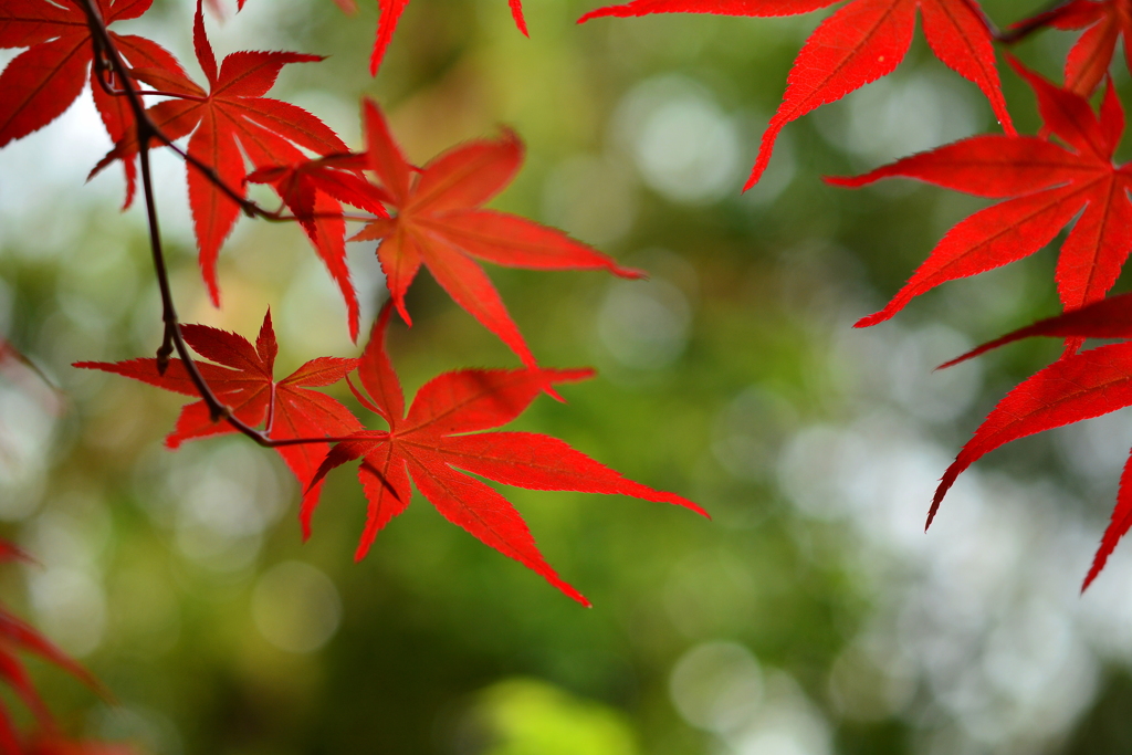 西院野々宮神社の野村紅葉