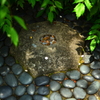 六角堂・へそ石様