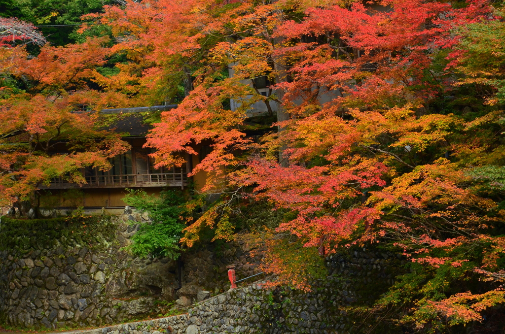 高雄界隈の紅葉２