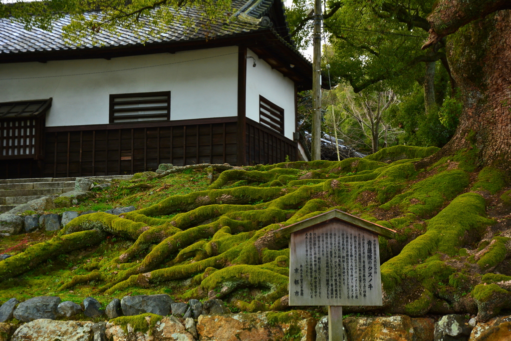 青蓮院の大楠１