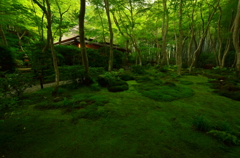 深緑の祇王寺１