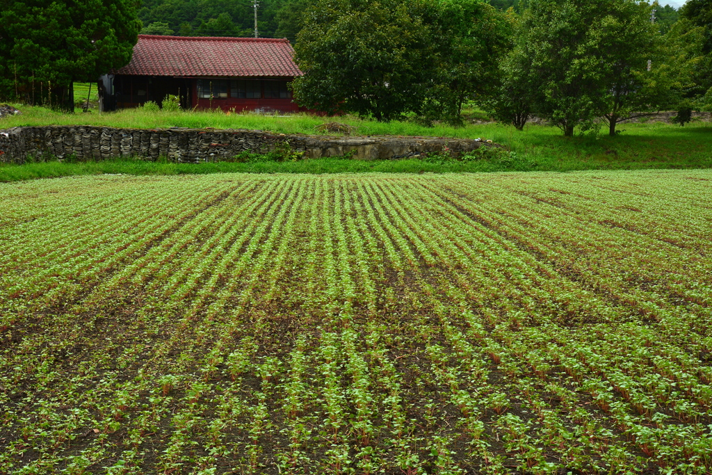 赤い農作業小屋