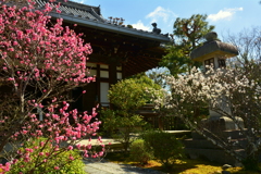 清凉寺阿弥陀堂の紅白梅