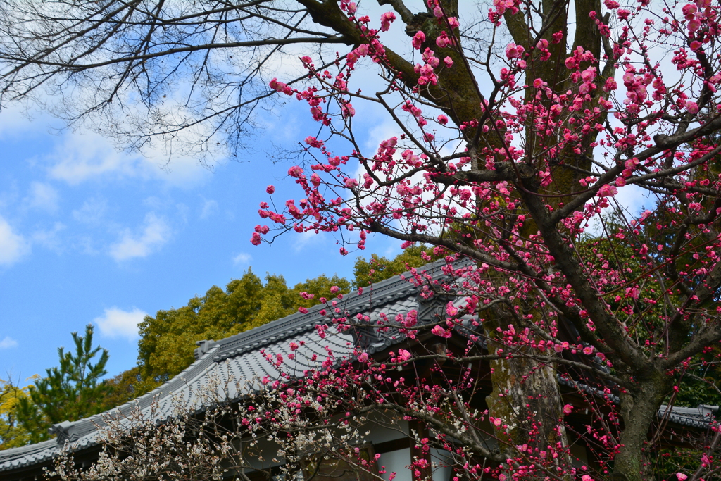 城南宮・植木屋の梅１
