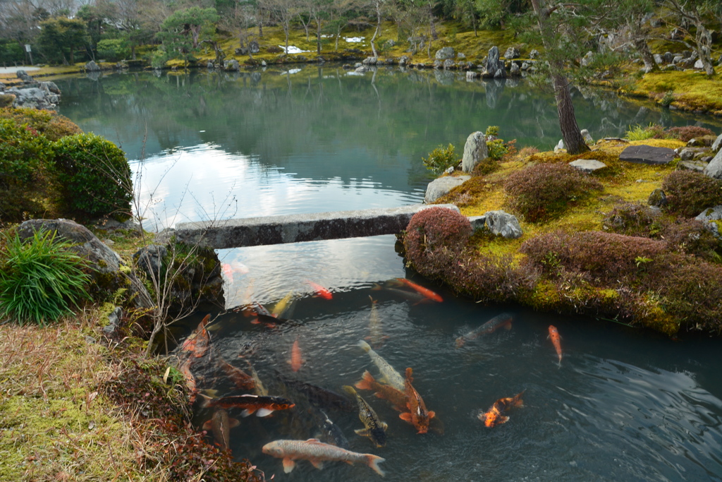 天龍寺曹源池庭園・冬