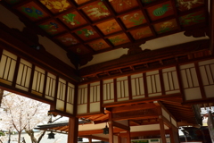 車折神社拝殿の花天井と桜