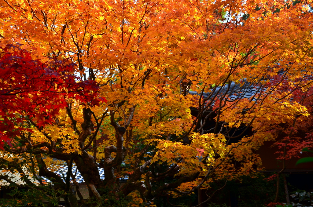 高桐院庭園の紅葉