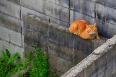 廃屋の猫