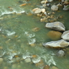 高瀬川の夏２