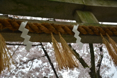 車折神社の桜１