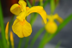 黄菖蒲・銘ちどり