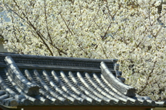 壬生寺・寺務所の桜
