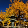 西本願寺の水吹き銀杏２