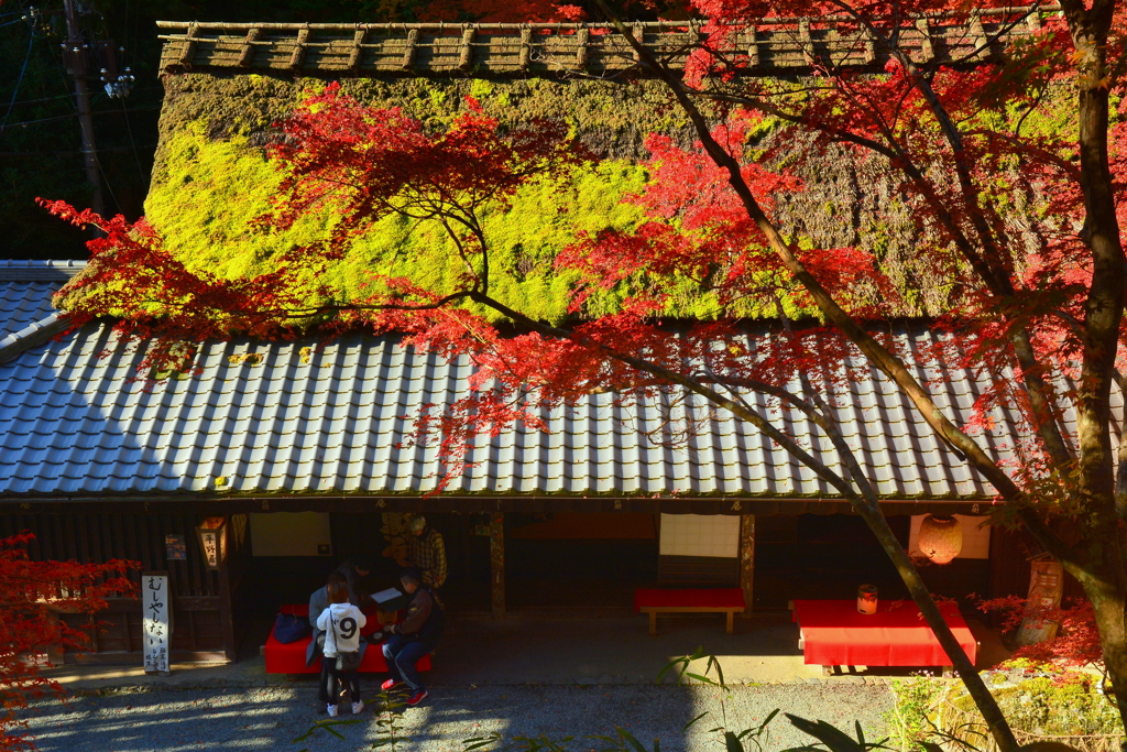 平野屋の朝・錦秋