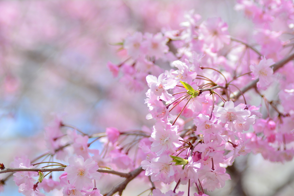 小学校の枝垂桜２