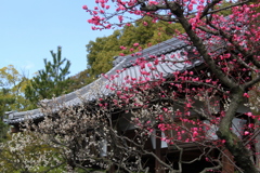 城南宮・植木屋の梅２