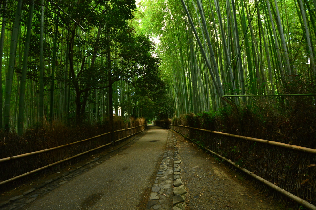 嵯峨野・竹林の道３