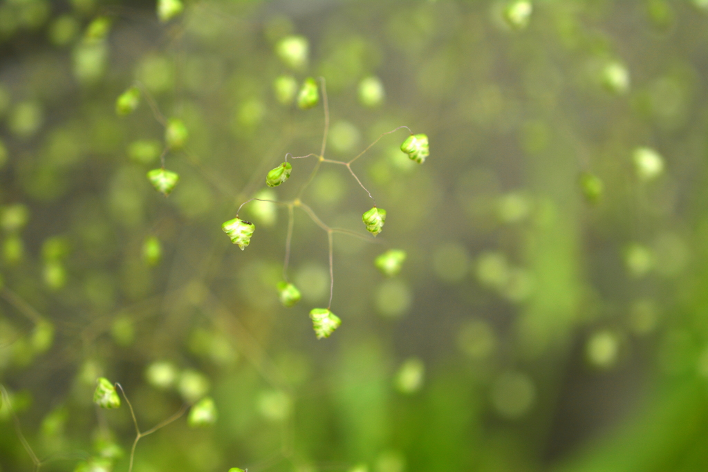 姫小判草の世界