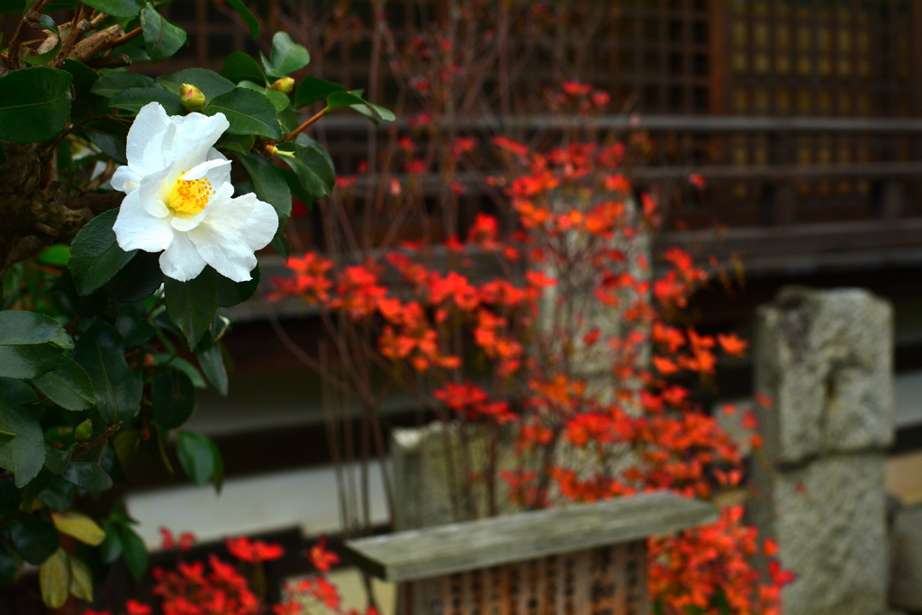 淳和院礎石の紅葉
