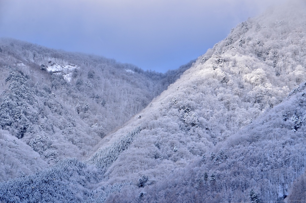 北アルプスの霧氷