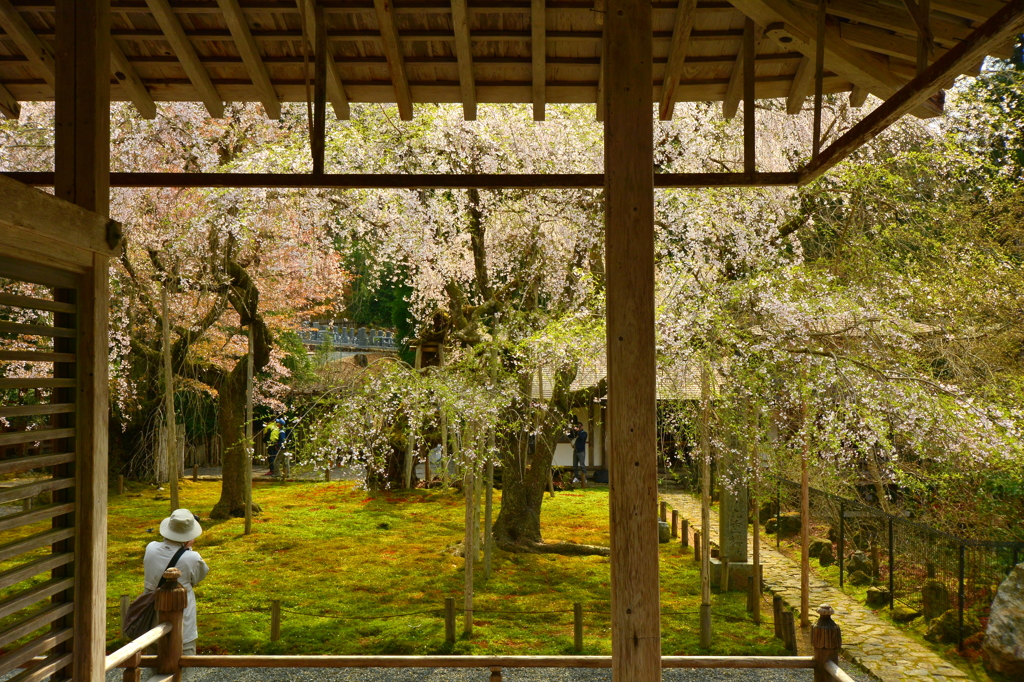 常照皇寺・九重桜２