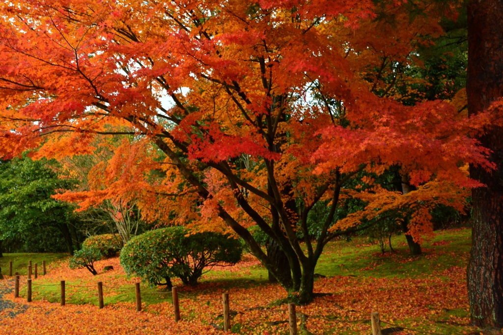 平等院の紅葉
