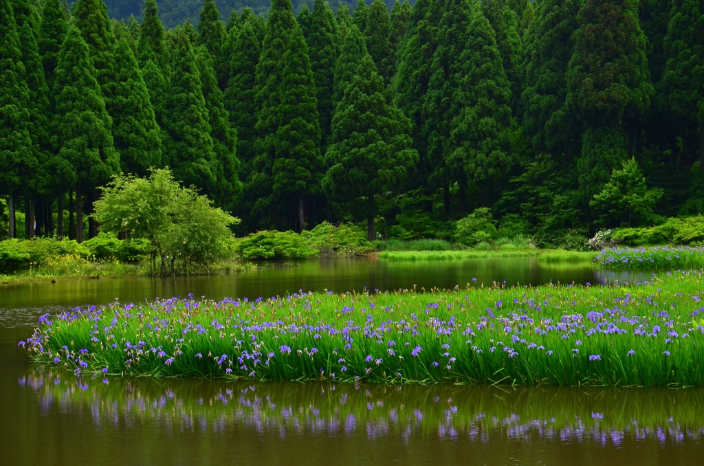 平池の杜若