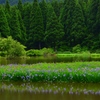 平池の杜若