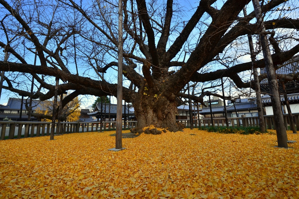西本願寺・水吹き銀杏