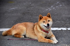 おかえりー
