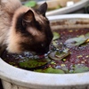 好みの味