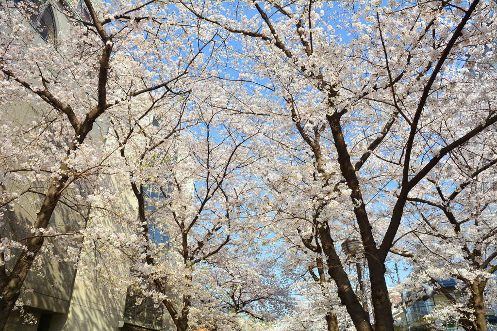 祇園白川の桜３