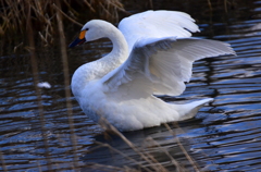 白鳥の羽ばたき１