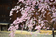 車折神社・春光舎の桜