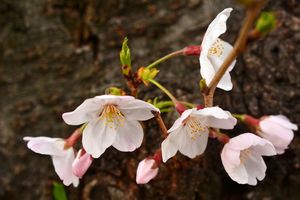 胴吹き桜