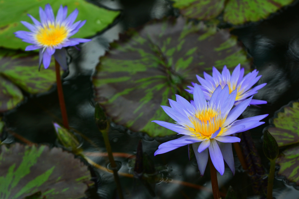 極楽浄土の花２
