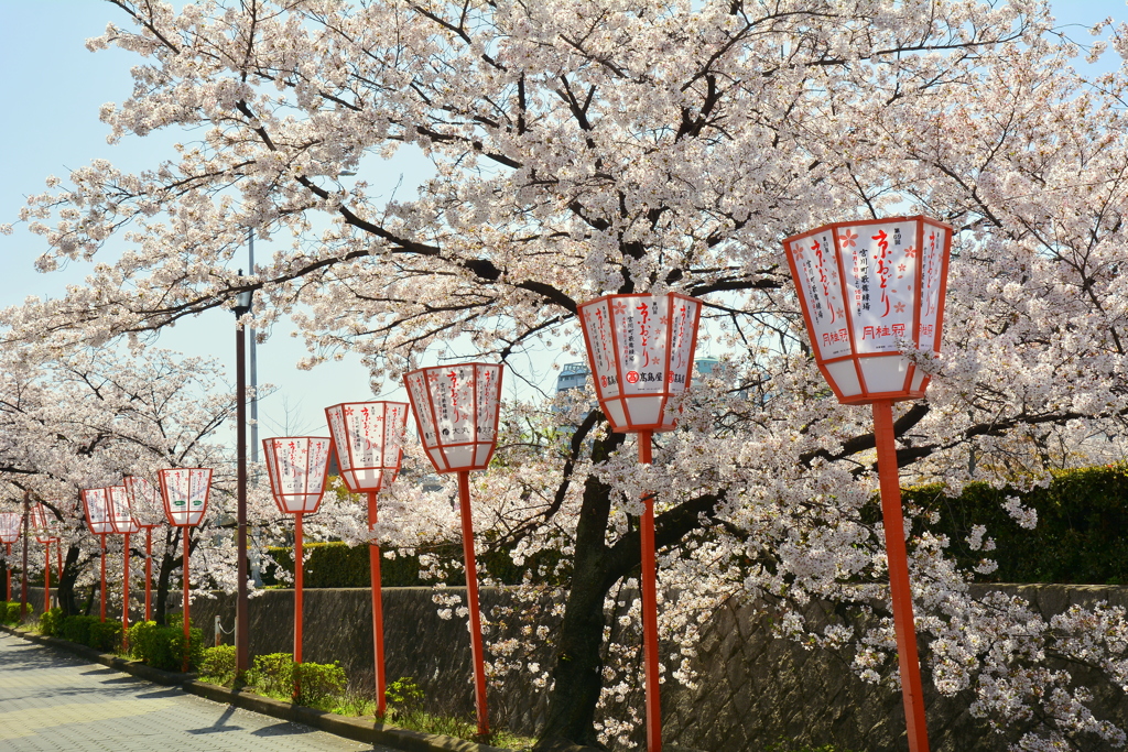 川端通の桜並木