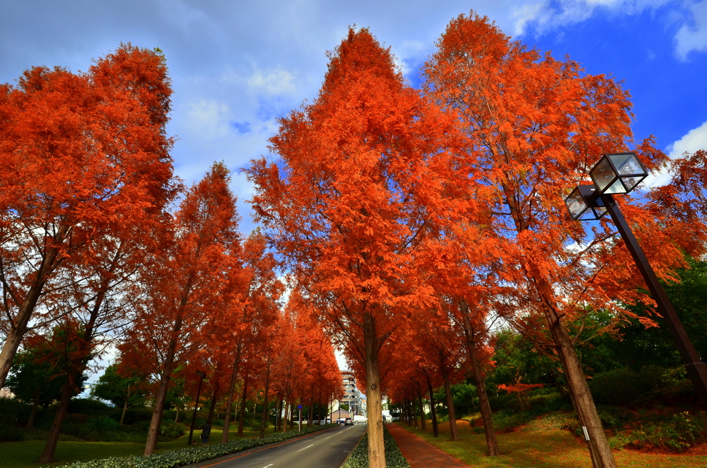 ローム本社前の紅葉